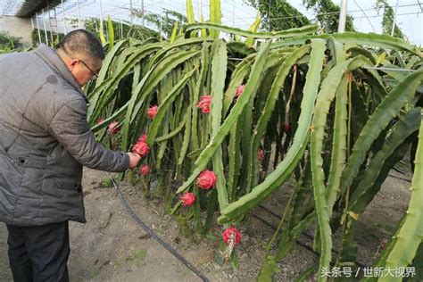 火龍果 葉子|火龍果的栽培照護方法